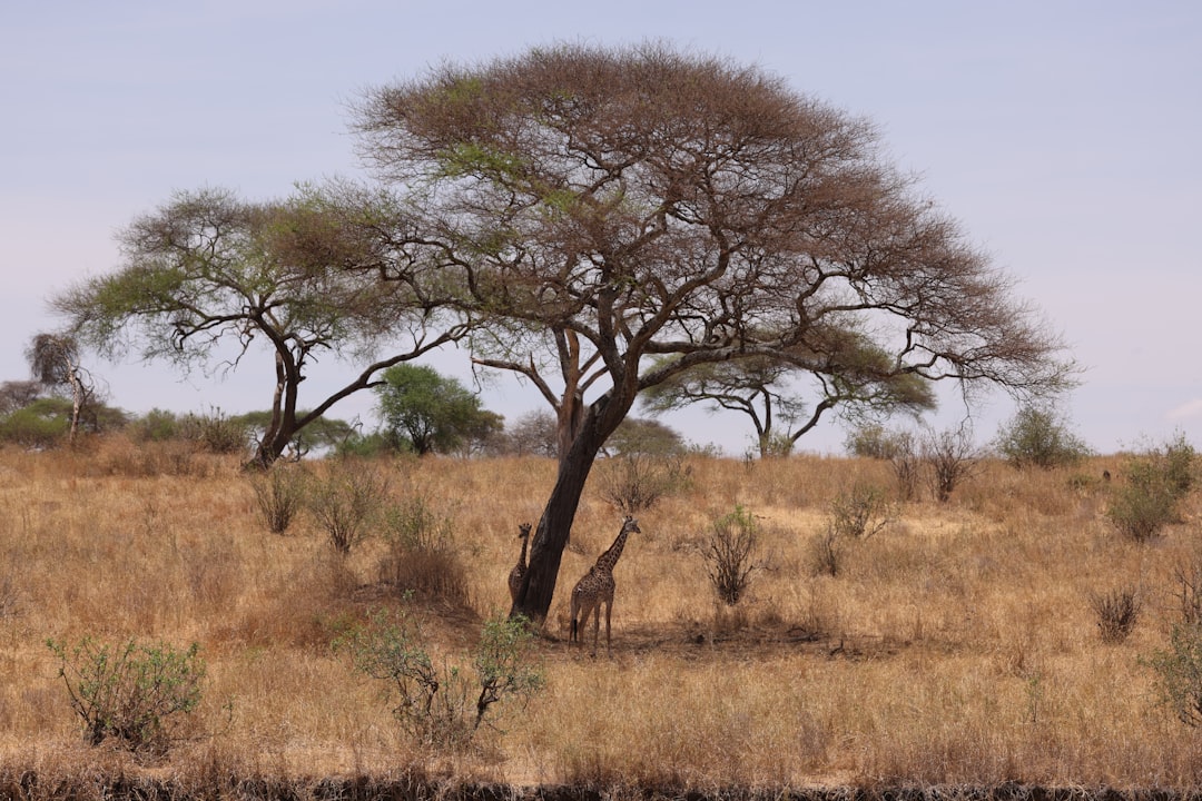 Afrika Reisen