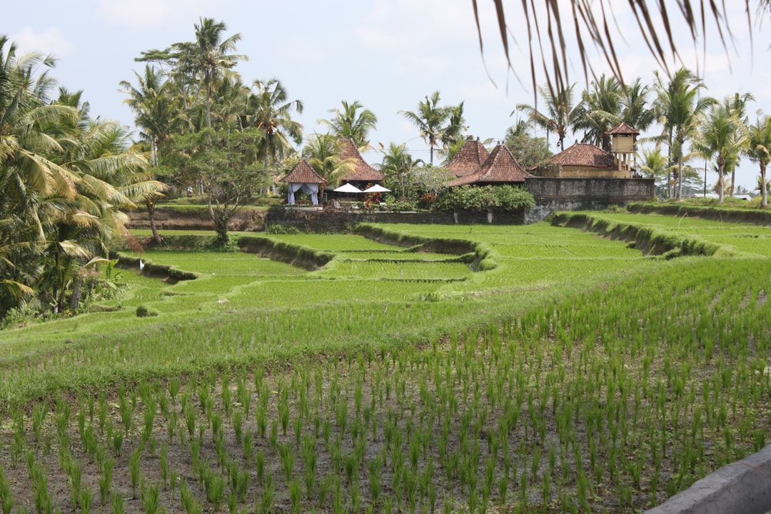 Bali: Dschungel, Reisterrassen & Meeresrauschen
