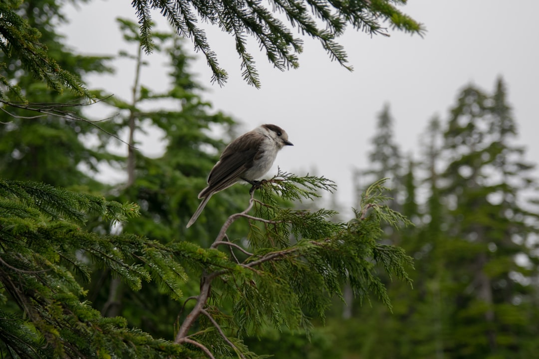 British Columbia: Berge, Bären & wilde Küsten