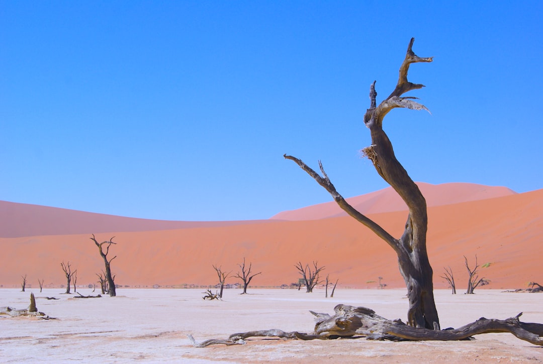 Namibia Safari: Wüstenelefanten & Sternenächte