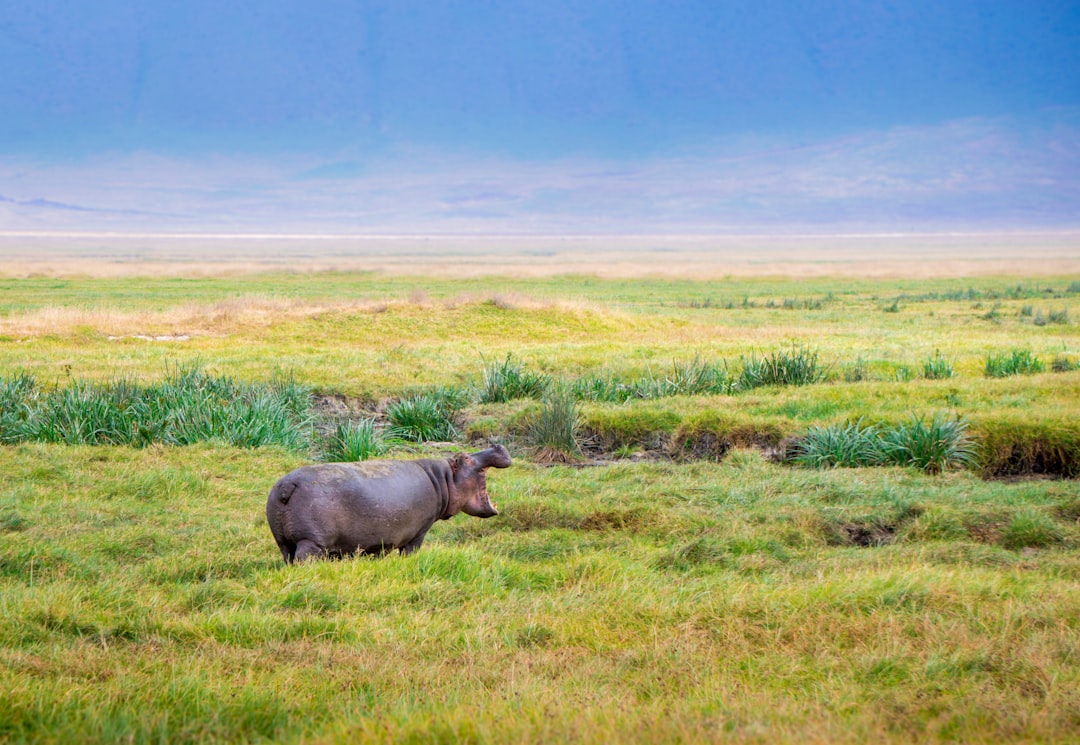 Tansania Safari: Serengeti, Ngorongoro & Manyara