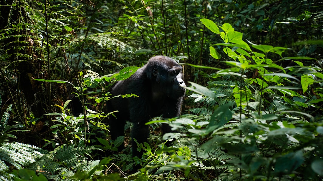 Uganda: Gorilla Tracking & Schimpansen im Nebel